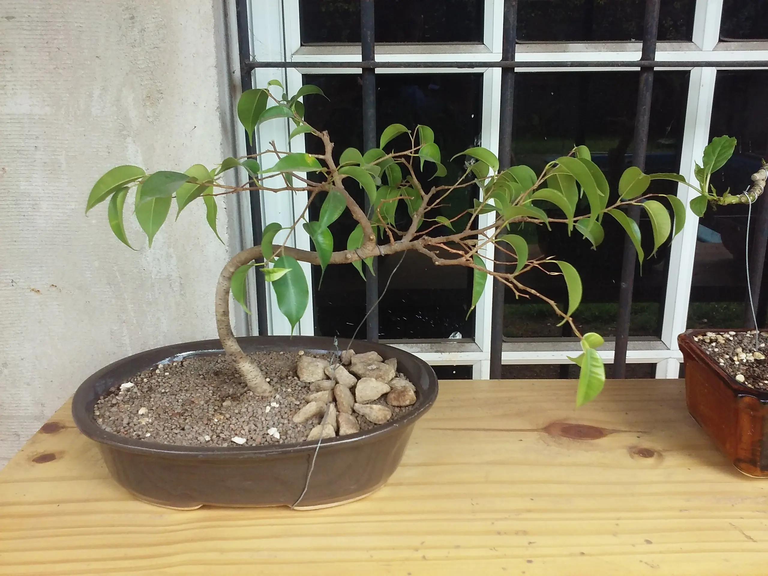 trasplante