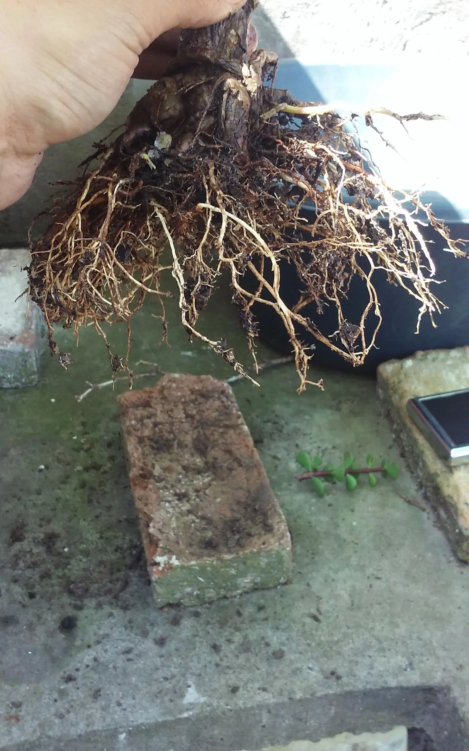 bonsai