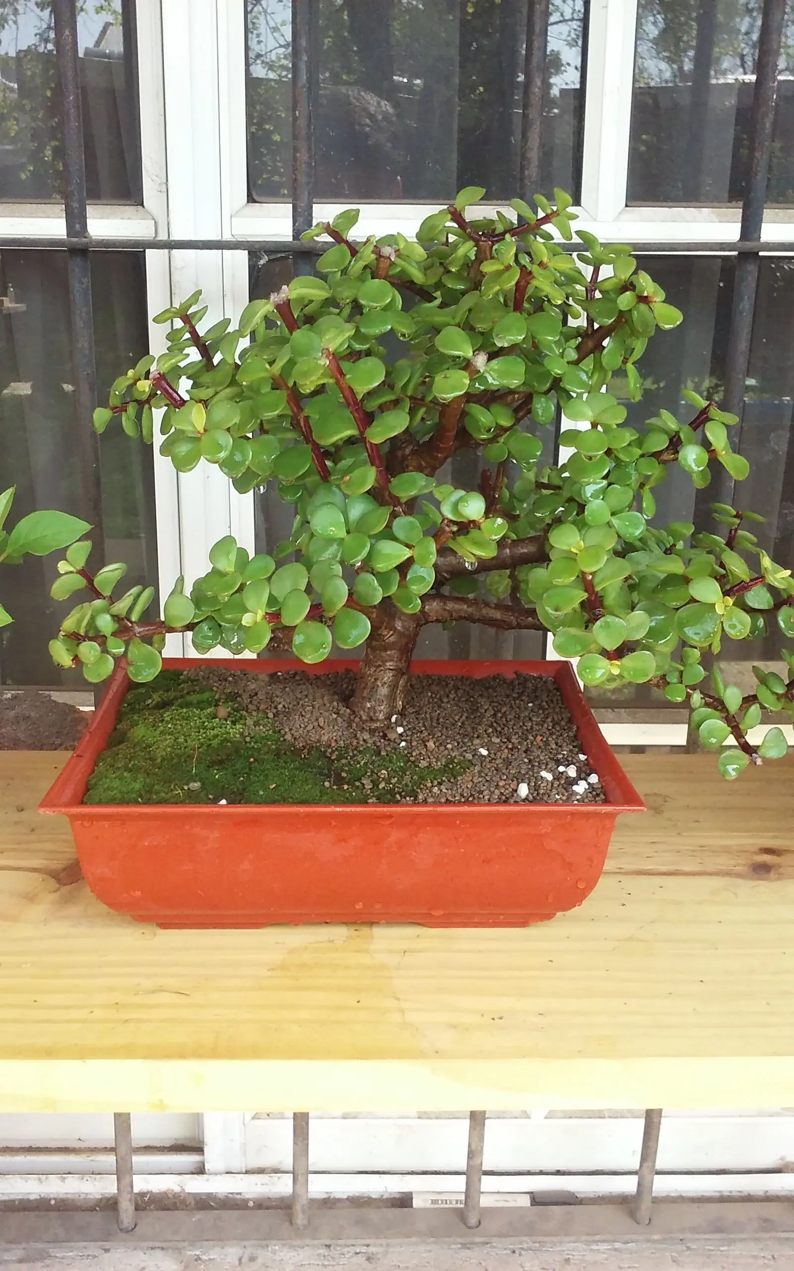 bonsai