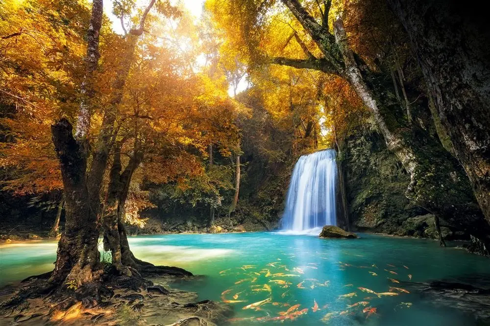 bosque nativo bosque nativo