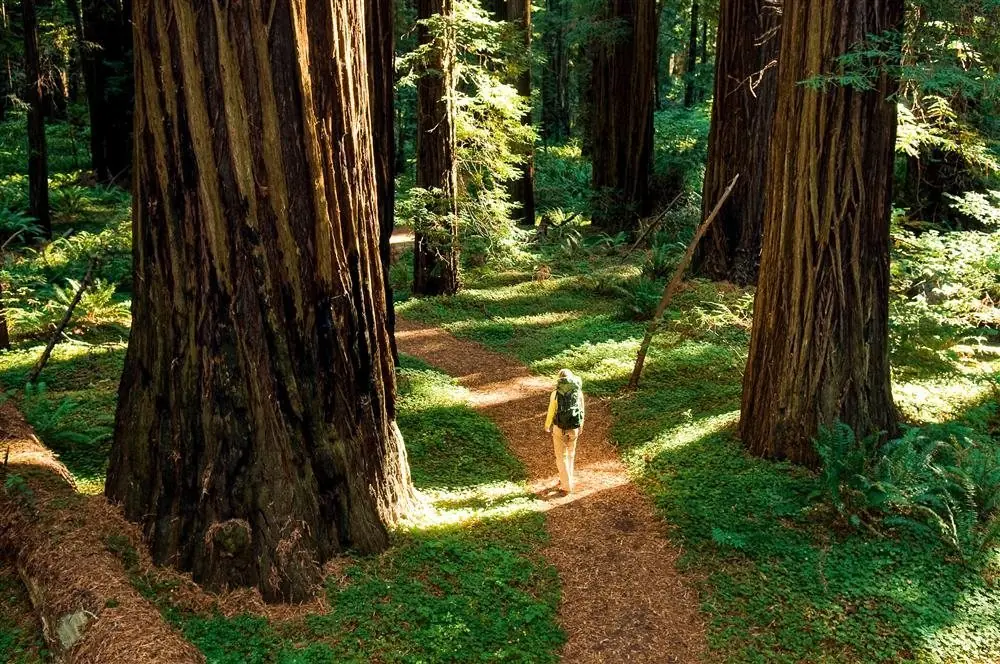 Los bosques más bellos del mundo Los bosques más bellos del mundo