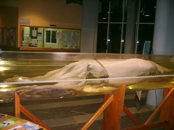 calamar gigante