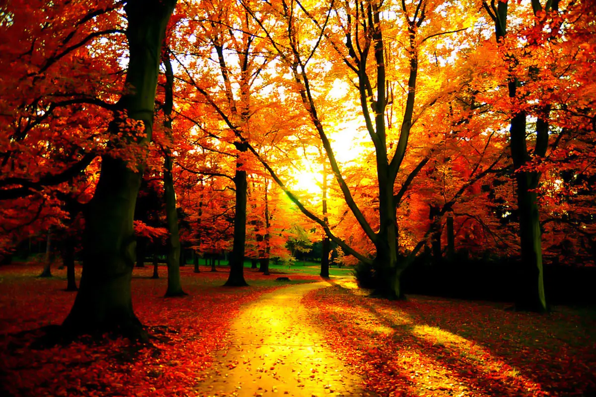 bosque bosque
