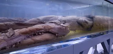 calamar gigante
