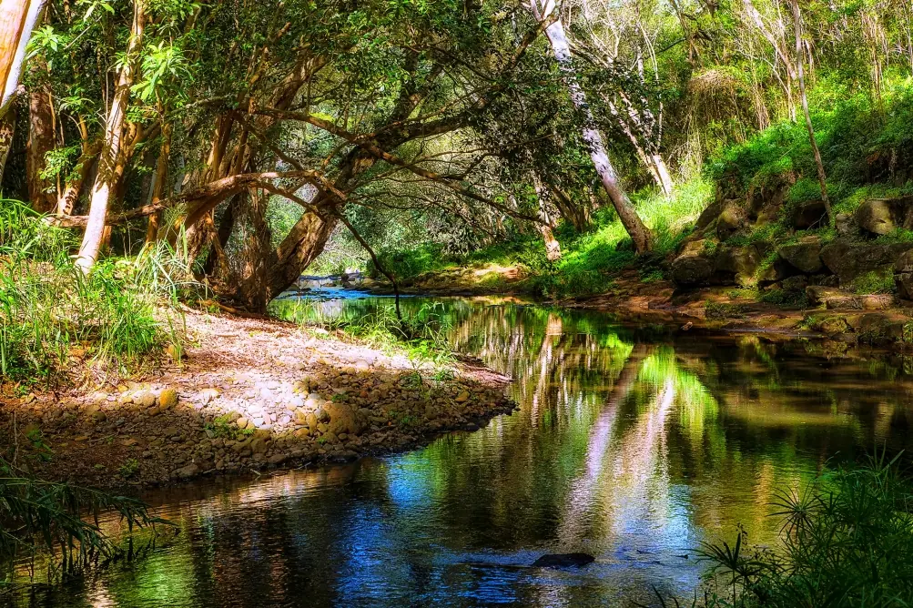bosque nativo