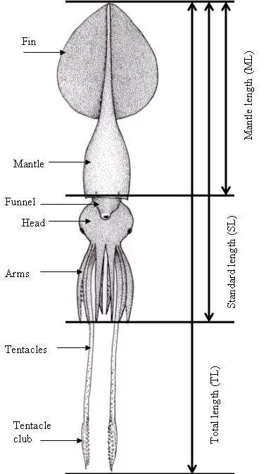 Architeuthis Dux, "calamar gigante".