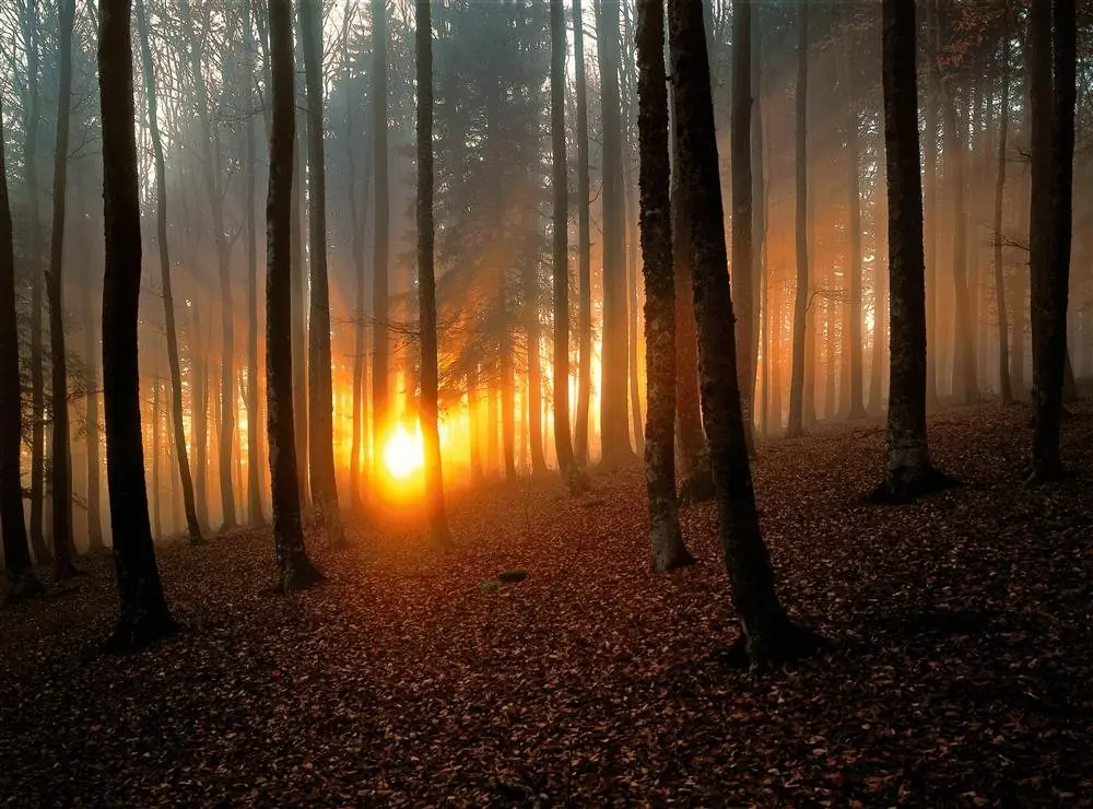 bosque nativo bosque nativo