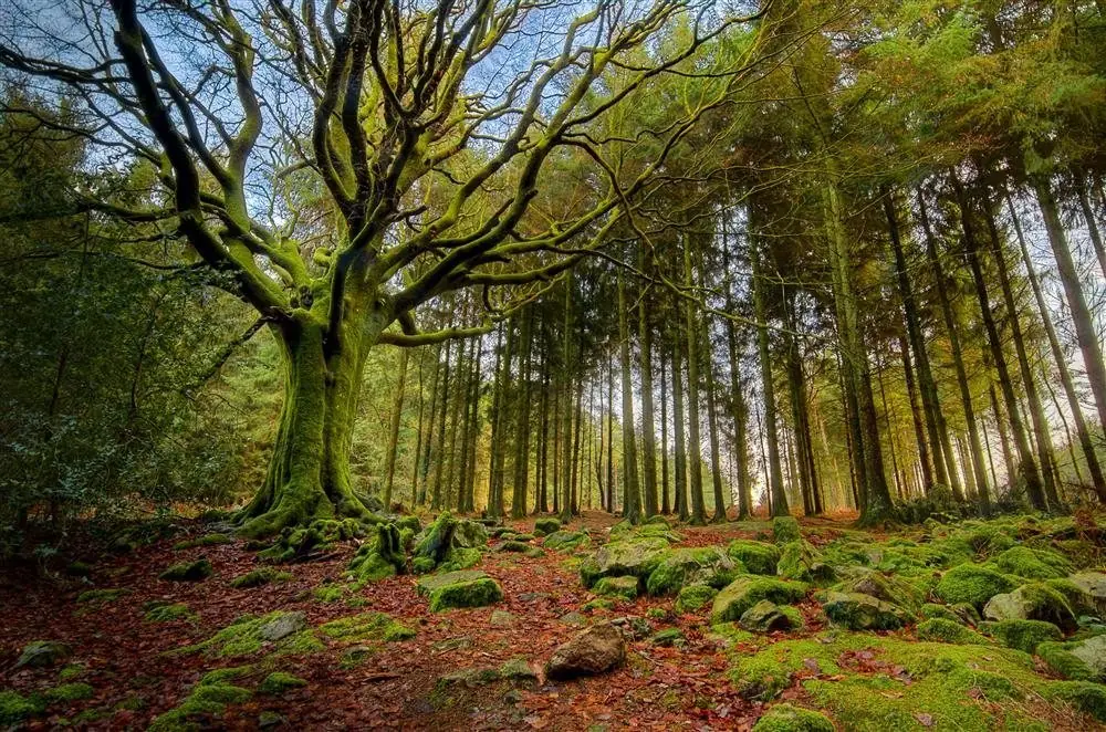bosque bello bosque bello