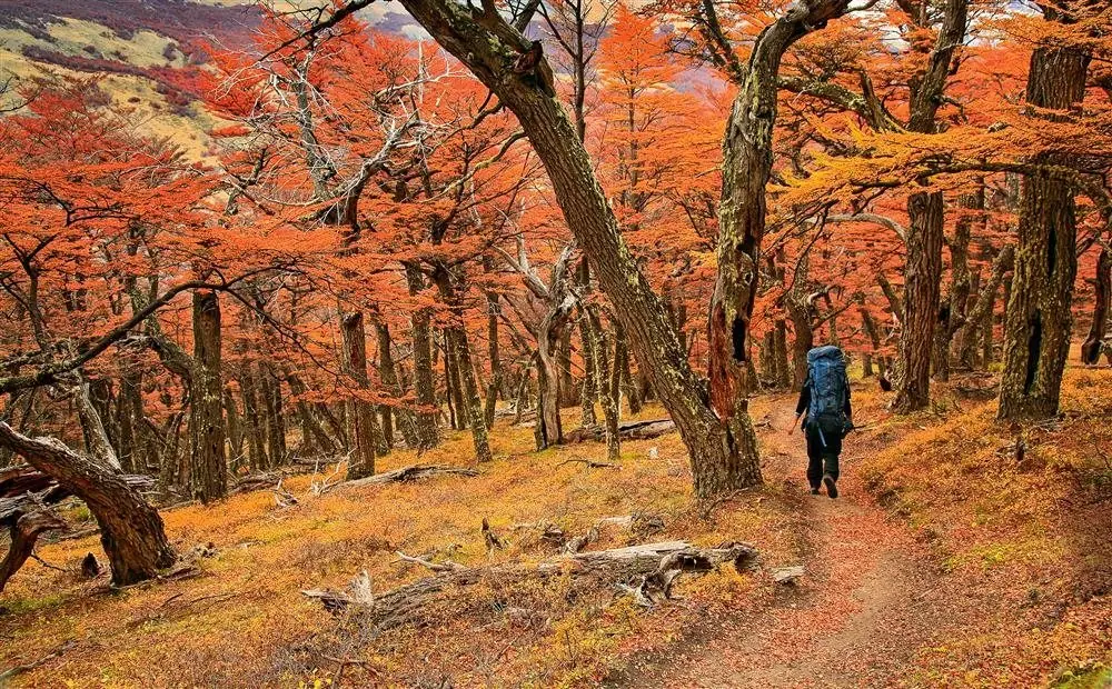 bosque bello bosque bello