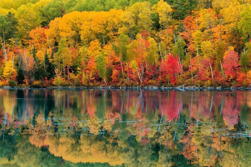 Los bosques más bellos del mundo Los bosques más bellos del mundo