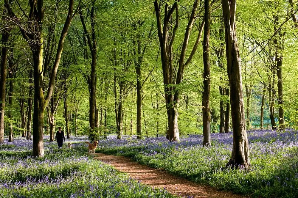 bosque nativo bosque nativo