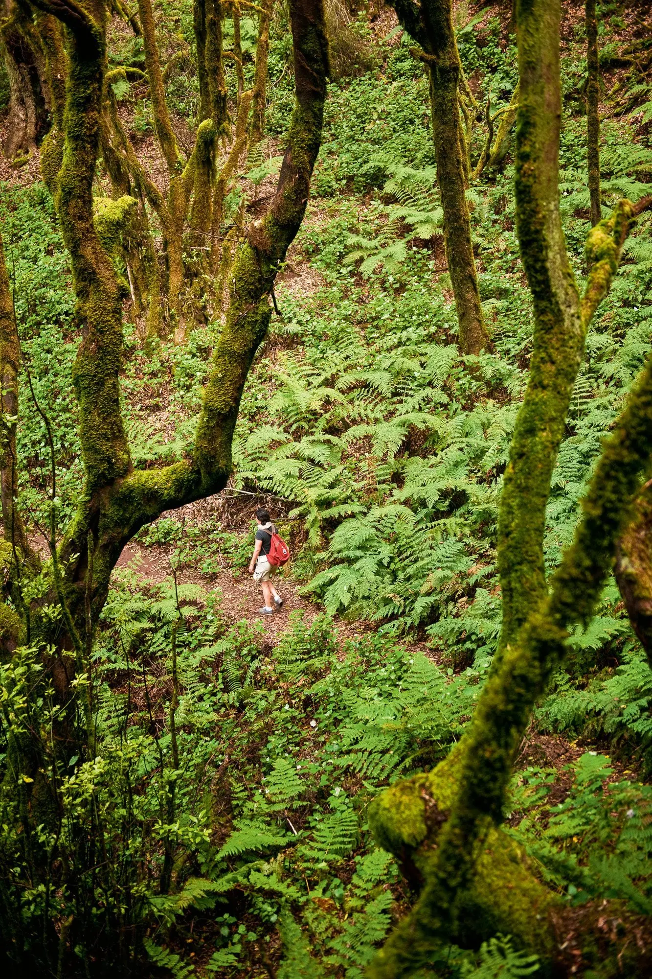 bosque bello bosque bello