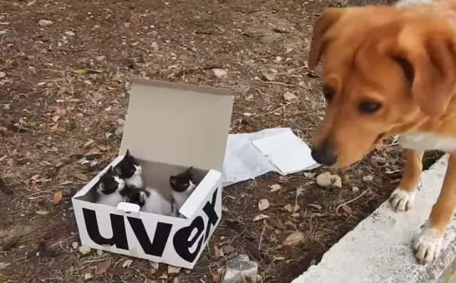 Perro encontró 1 caja con gatitos abandonados y los adoptó!