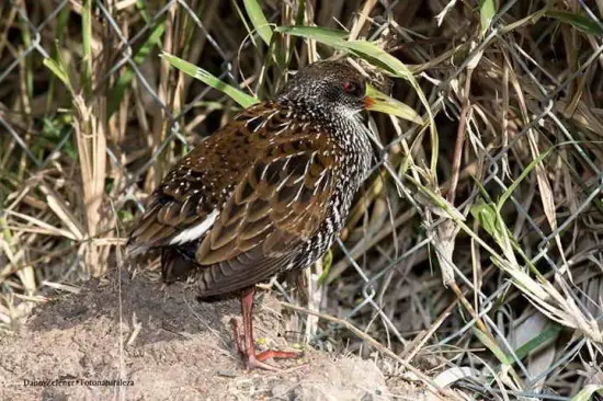 Aves