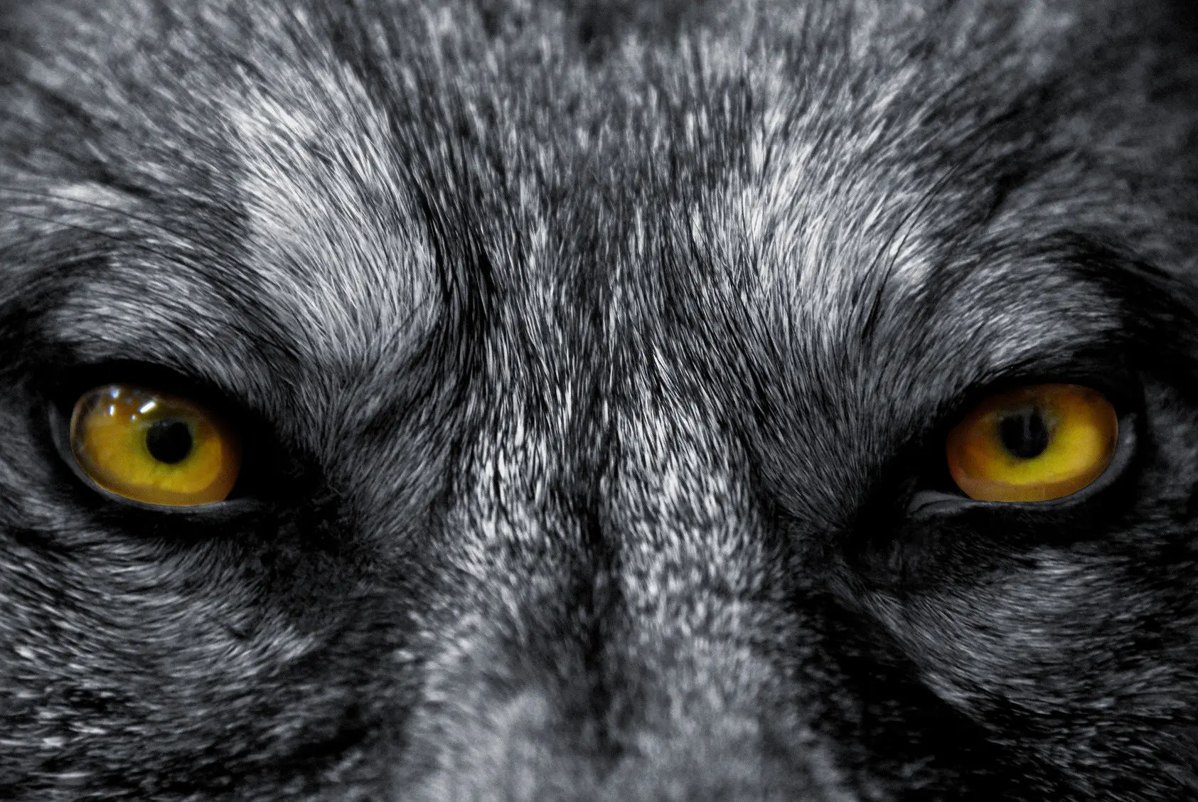 hombre lobo real