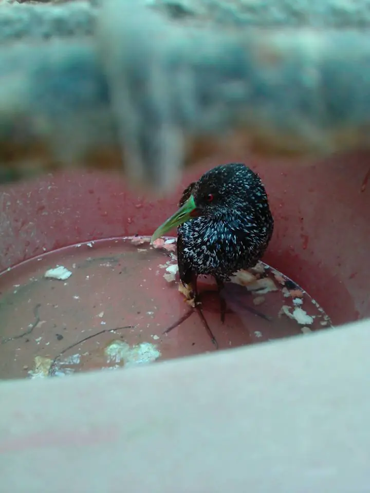 banados con juncos