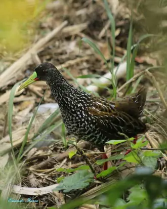 Pardirallus maculatus