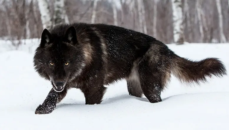 lobos