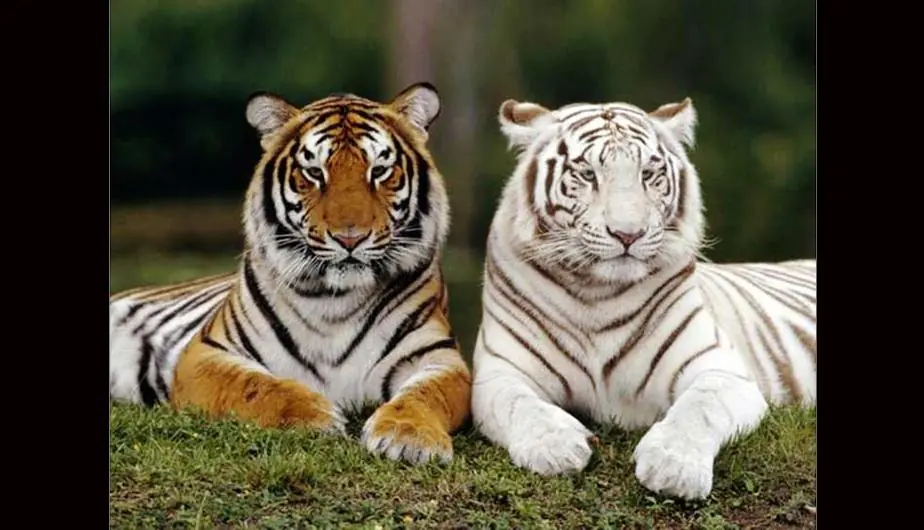 Todos los animales extintos y en extinción!