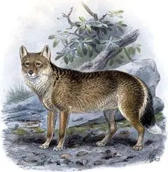 Todos los animales extintos y en extinción!