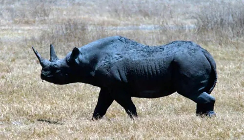 Animales