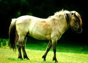 Animales