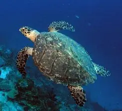 extintos