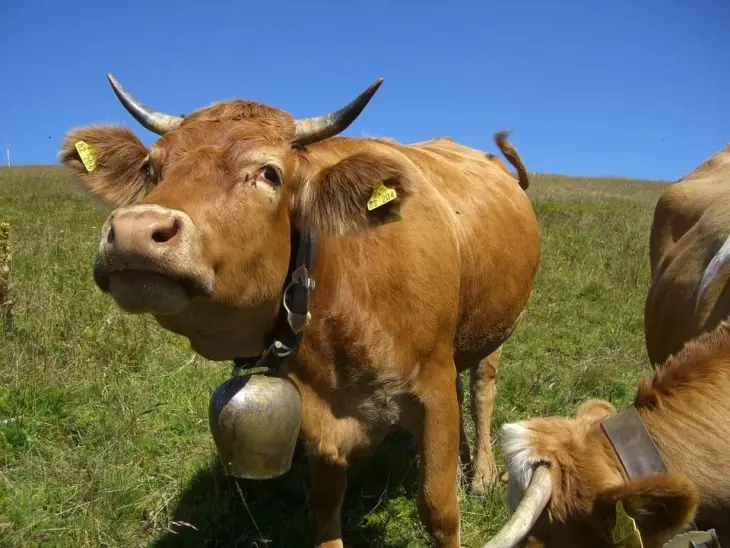 Animales Animales