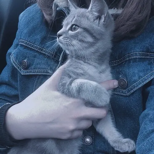 gatos