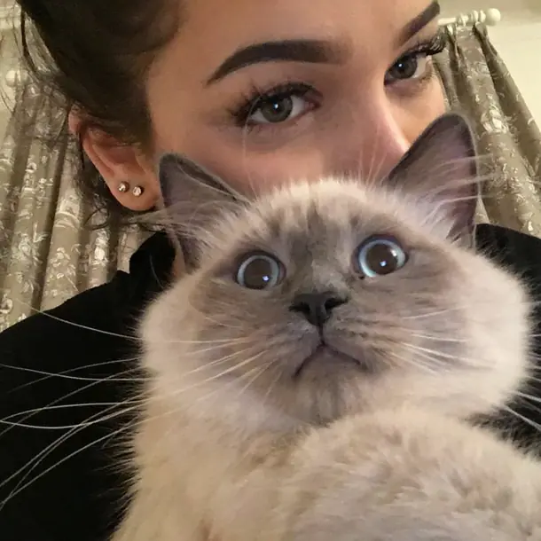 gatos