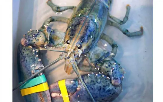 La extraña langosta azul que fue donada a la ciencia