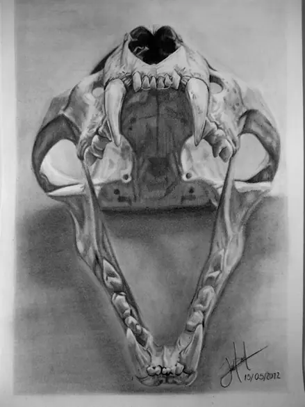 carboncillo