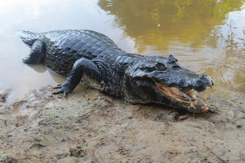 10 aterradores habitantes de La Amazonia.
