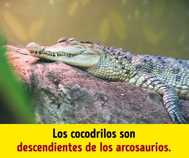 nuestro