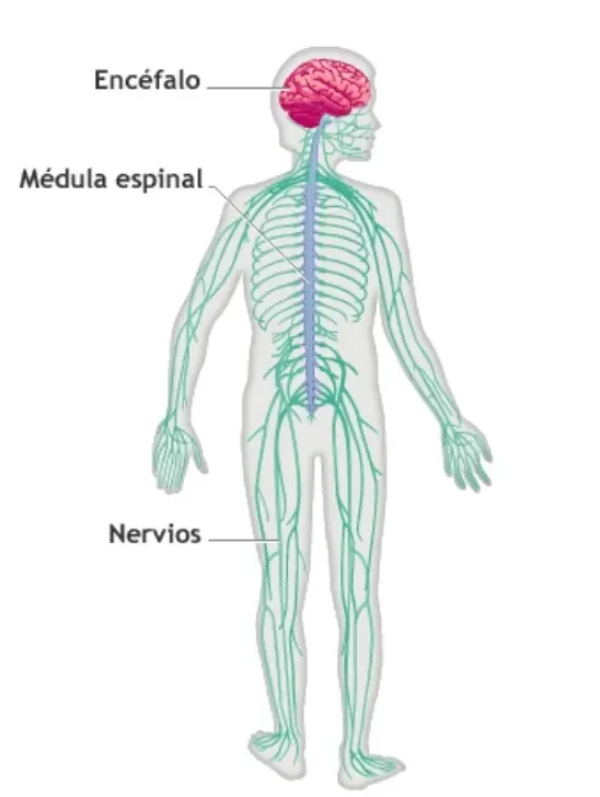 Datos interesantes que tal vez no conocías de las neuronas.