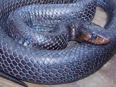 culebras