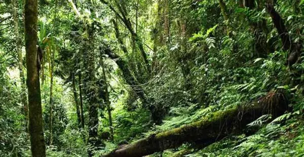 bosques