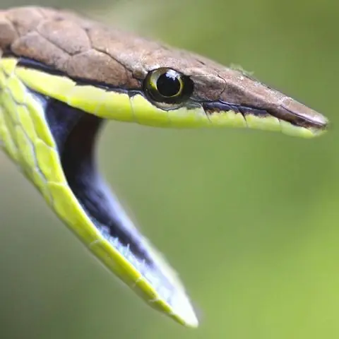 Las culebras mas curiosas que existen