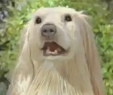 perro gigante