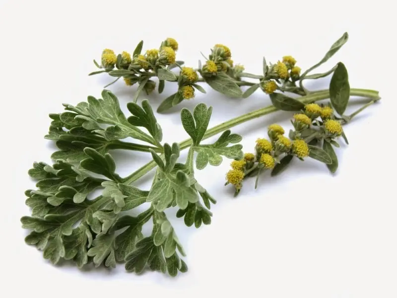 Plantas medicinales