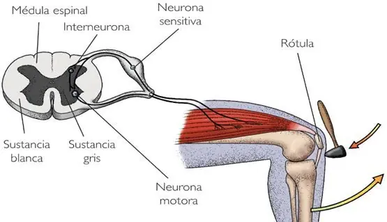 Datos interesantes que tal vez no conocías de las neuronas.