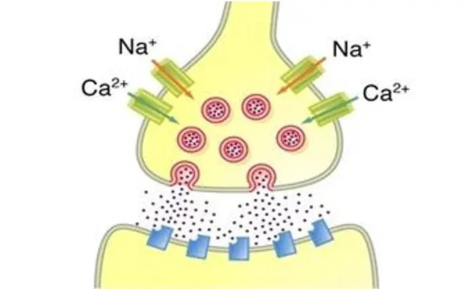 neuronas