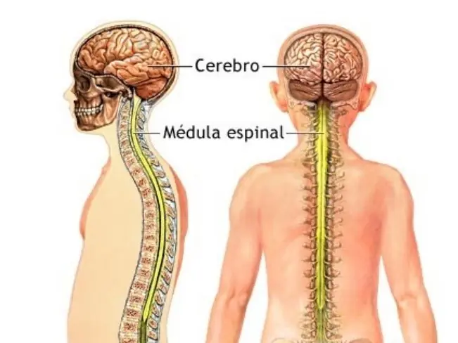 de las neuronas