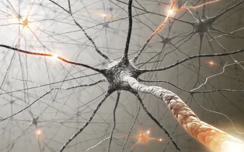 de las neuronas