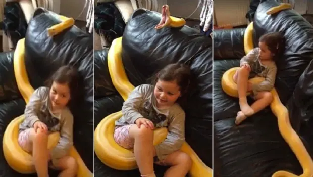 Dejó a su hija sola con una serpiente pitón. Video