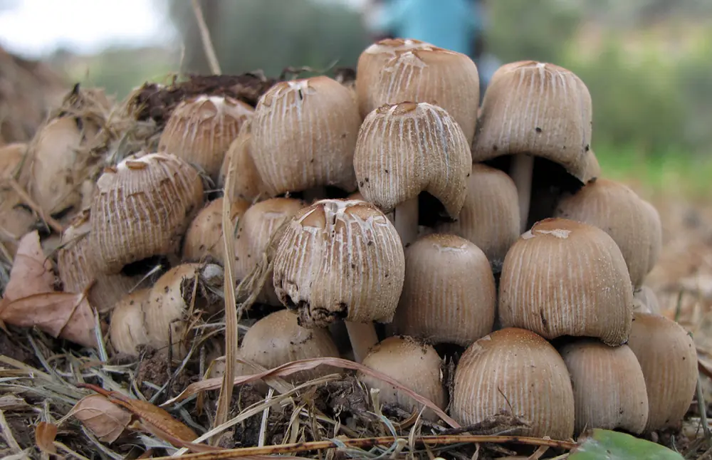 Los 7 ingredientes más peligrosos del mundo Los 7 ingredientes más peligrosos del mundo