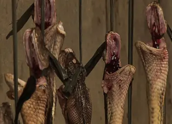 crueldad animal crueldad animal