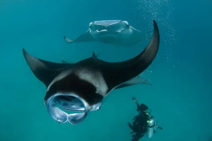 Científicos colocan marca satelital a ballena y mantarrayas