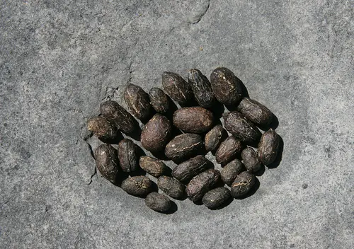 8 Costumbres asquerosas que tenían en la Antigua Roma