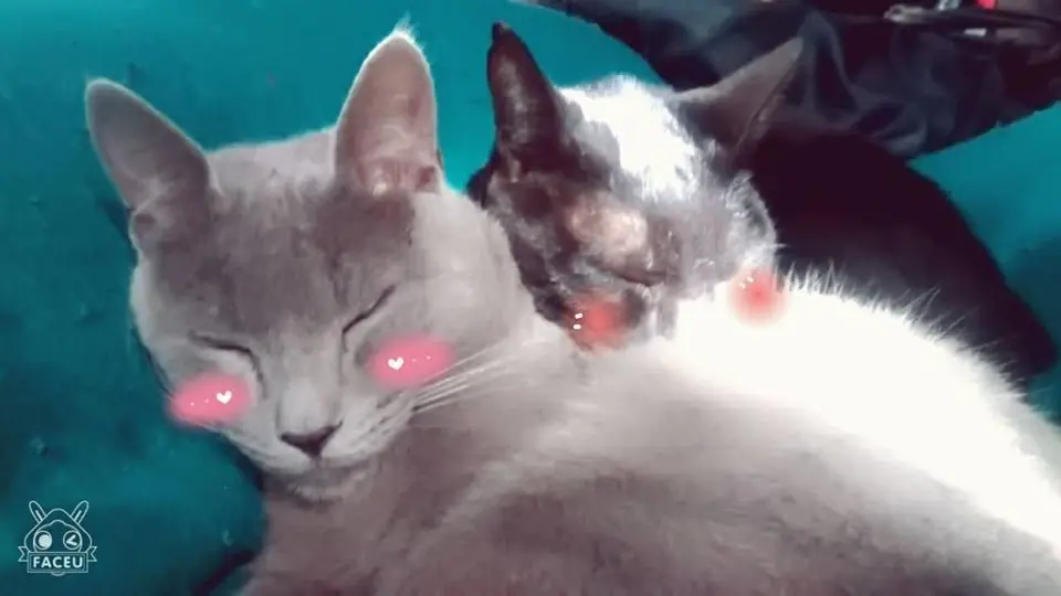 Yaoi